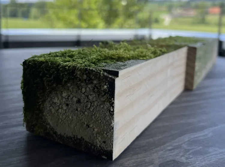 13 Jahre altes Accoya Holz